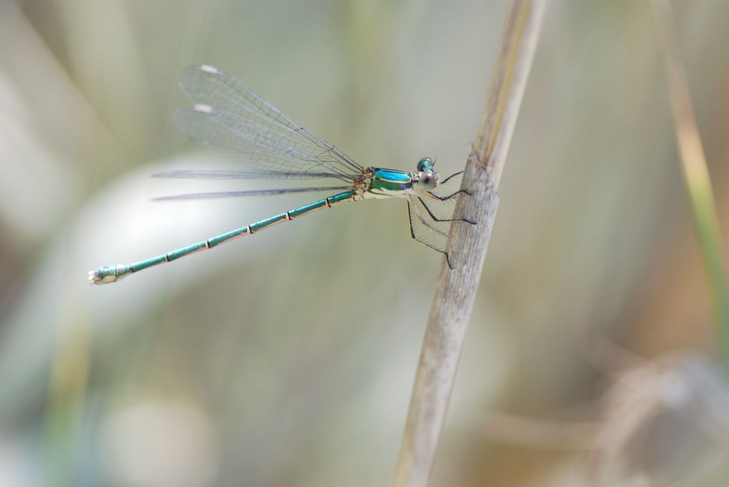 da identificare: Chalcolestes parvidens e Lestes virens